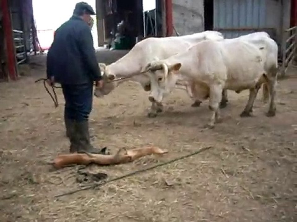liage vaches
