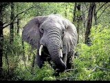L'éléphant (de Camille Saint-Saëns)