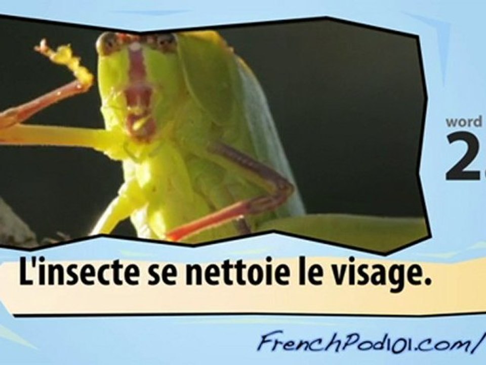 Learn French-Learn with French Insects 2 video