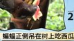 Learn Chinese-Learn with Chinese jungle animals video