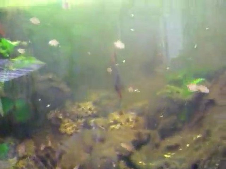 jeunes discus avec leur repas