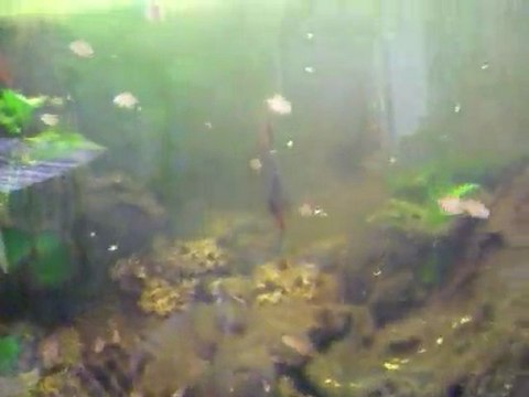 jeunes discus avec leur repas