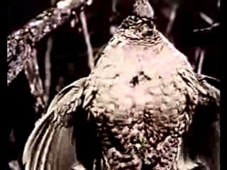 La vie privée des animaux partie 1