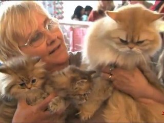 Les plus beaux chats du monde (CLTV)