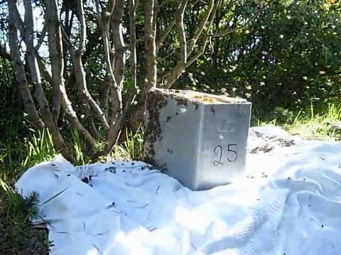 (2) Essaim 28 Avril 2010 Vigoulet Auzil (ruchette pilote )