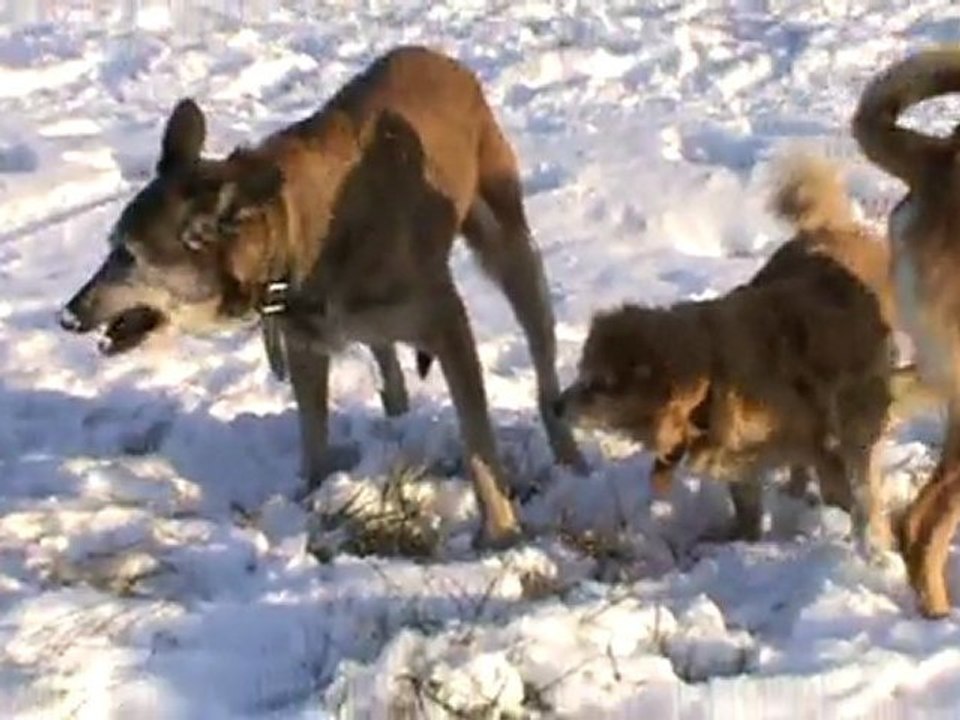 vive la neige!