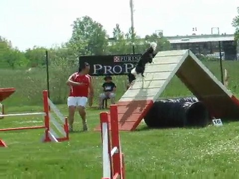 Cayenne Agility Sélectif GPF Auch 2010