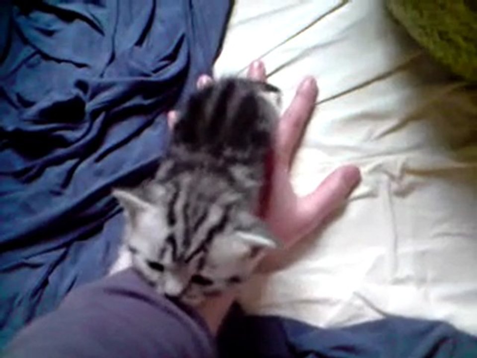 5 chatons
