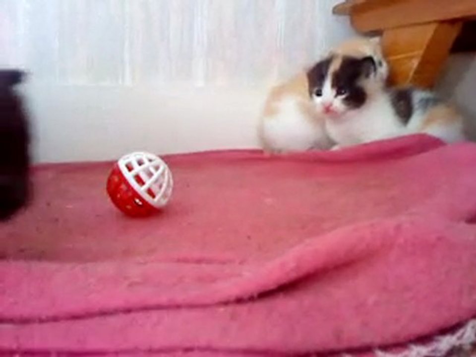 Mes chatn