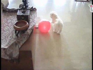 Cutest puppy ever has a ball! The Daily Squeak