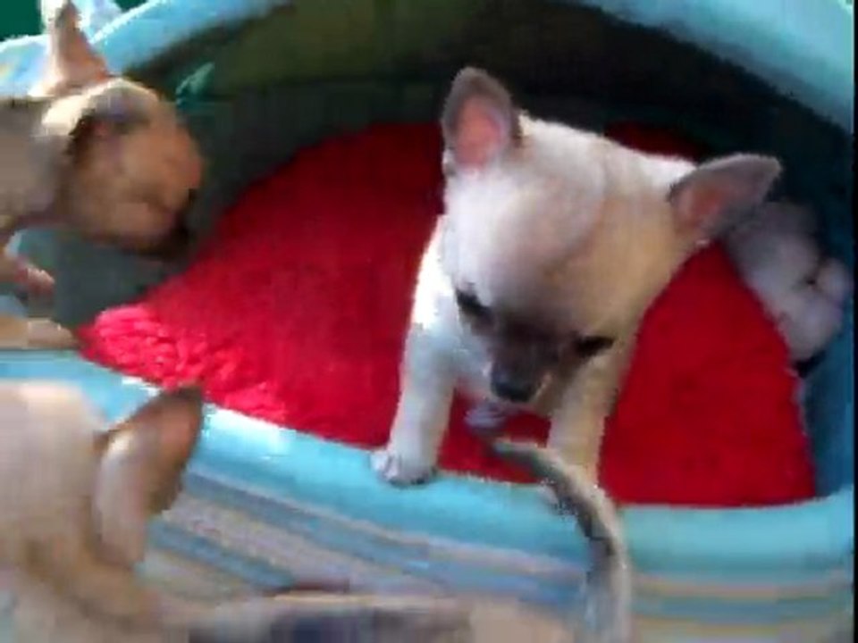 vidéos bébés du 28-04-2010 004