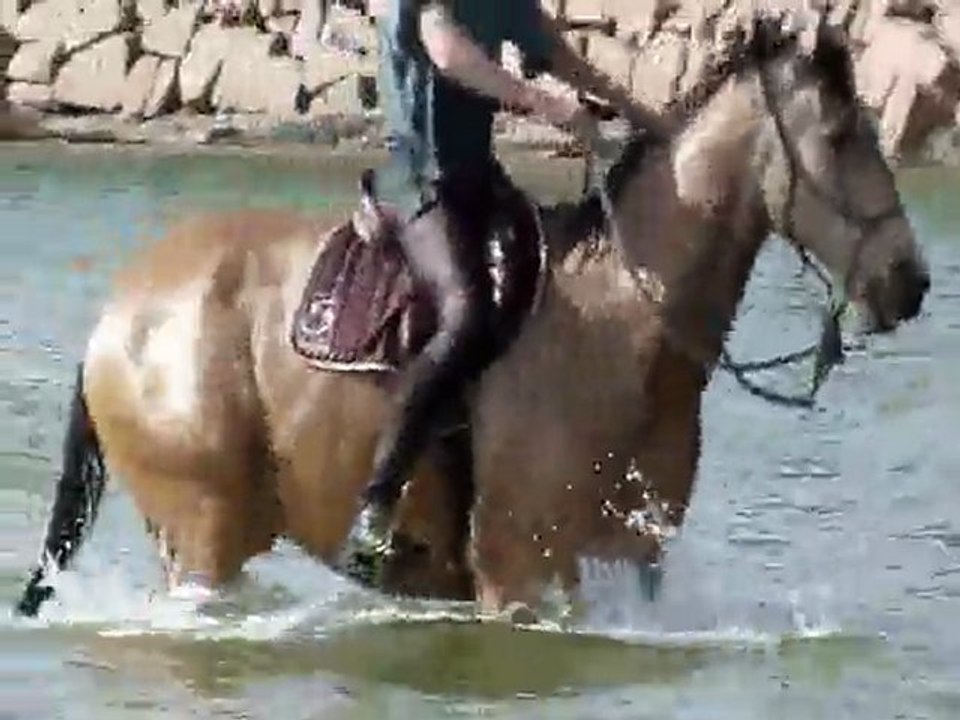 Cheval au bain
