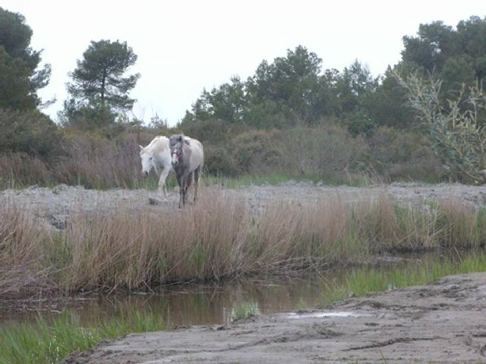 Camargue