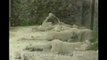 Pompei: Taşlaşmış İnsanlar; Helak Olan Romalılar