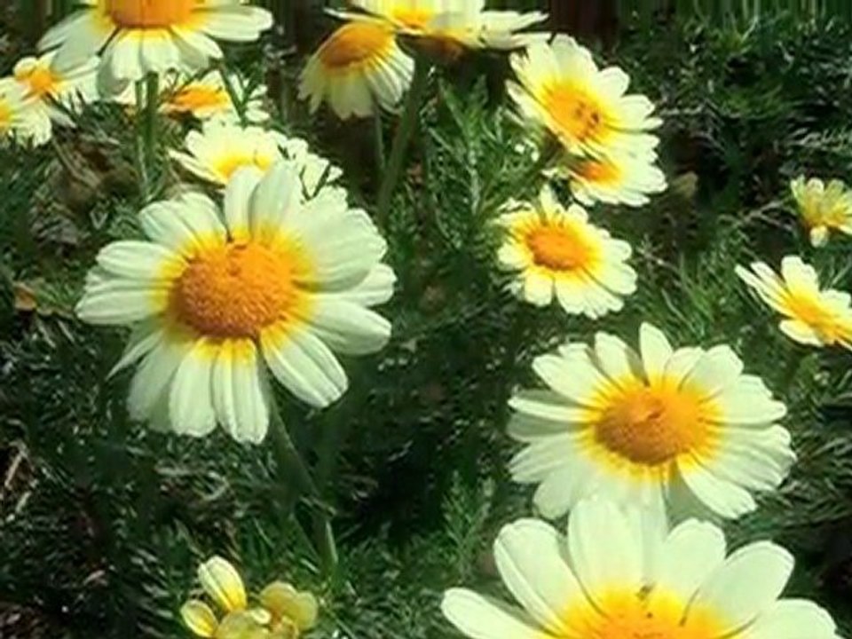 Kenneth Hahn in Baldwin Hills