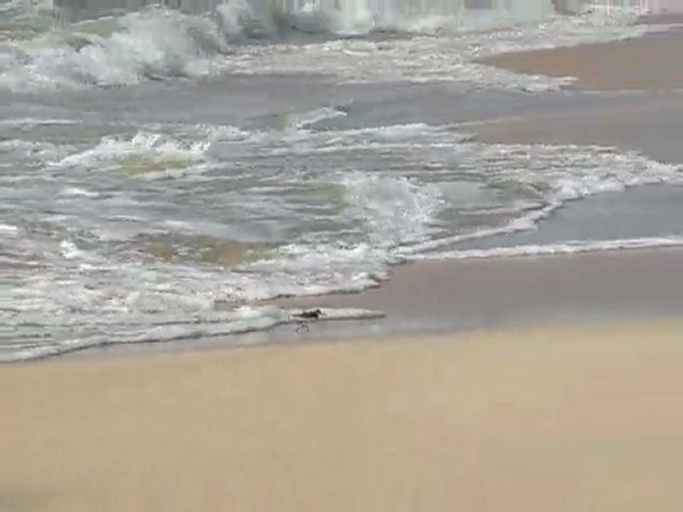 Little bird runs fast on the beach in Cabo Verde!