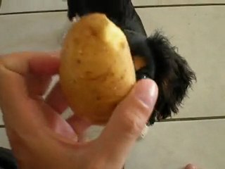 Eleo et la pomme de terre featuring vanou bouvier bernois