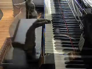 Chat qui joue du piano