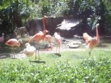 flamingos !