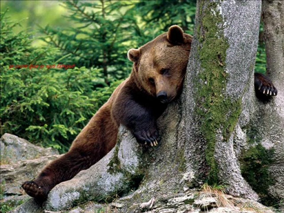 pour mon ami qi se prend pour un ours