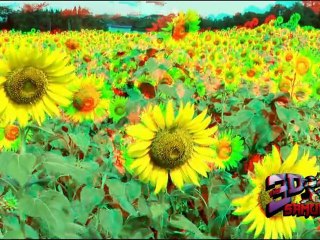 Sunflowers in Anaglyph 3D