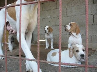 46 günlük oldular sarı kız devriyede