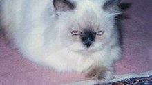 Cuepea 1993-2010