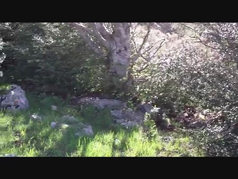 Chiens a sangliers 3