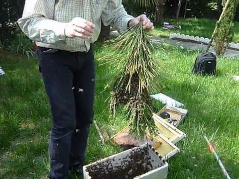 Essaim 29 Avril 2010 Aucamville 35 000 individus