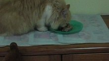 Sassy nom nom/dining area