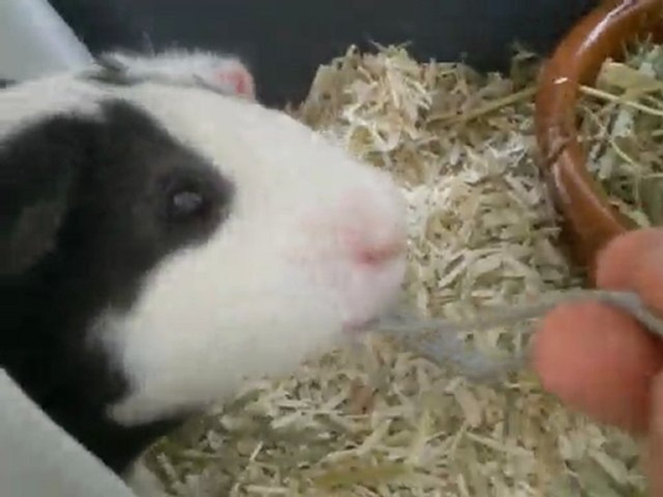 samuse a mordre le fil de l'appareil