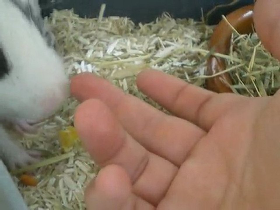 dodo qui manque ses croquettes