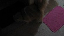 Sassy at play