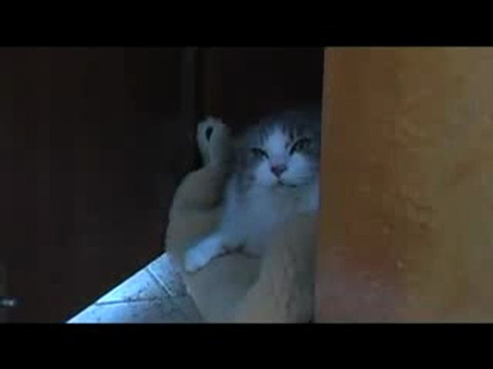 cat attack