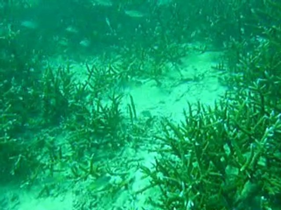 Plongée et snorkelling phi phi 2010_0001