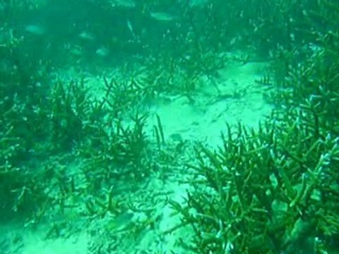 Plongée et snorkelling phi phi 2010_0001