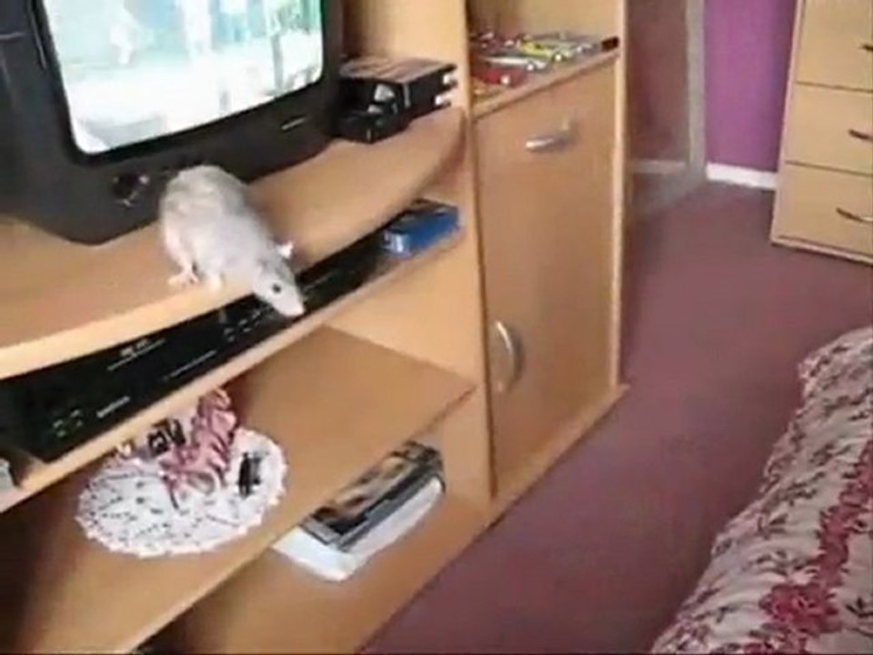 les rats, des petits animaux sympathiques !