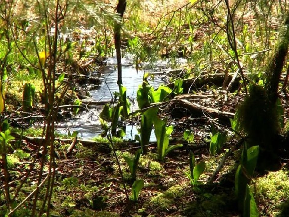 Sitka's Hidden Streams