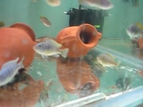 Damızlık Adayı Red Dorsal ve White Top