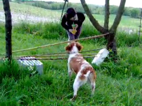 CSODC ( Concours Sauts Ostacles De Chien ^^)