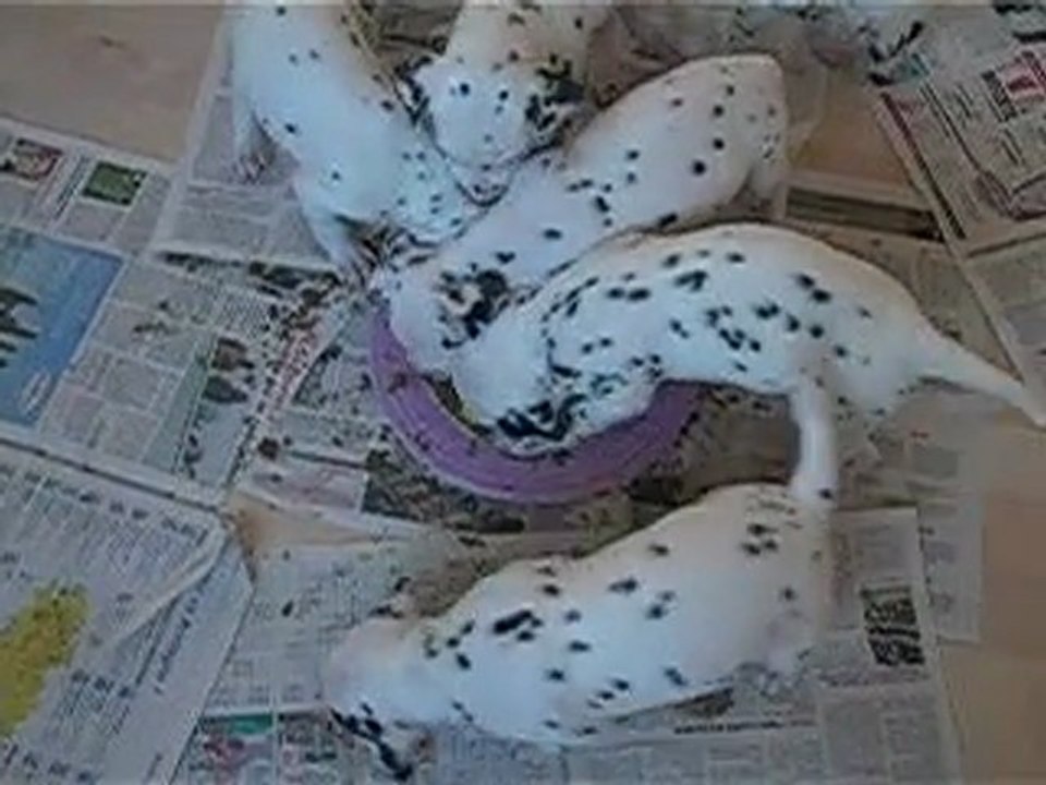 les bébés dalmatiens de Cléo mangent des croquettes