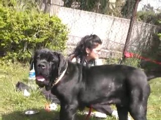 Cadde Bostan Pet Arkadas Bulusması