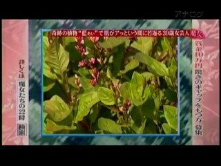 魔女たちの２２時【いとうあさこ】藍ソープ