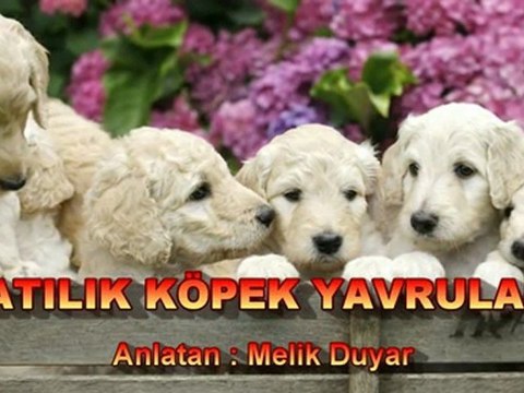 Satılık Köpek Yavruları, Kişisel Gelişim - Melik Duyar