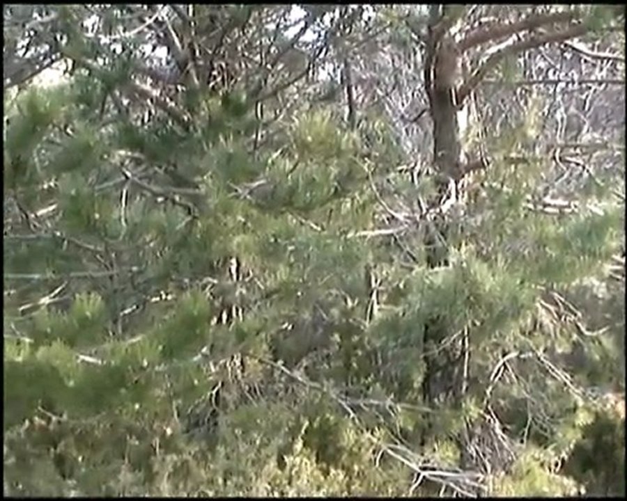 basset fauve de Bretagne sur sanglier 4