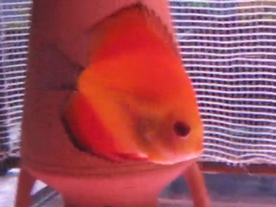 discus