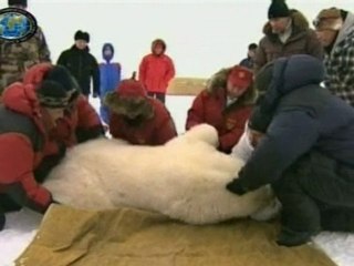 Russian PM Putin lends hand to polar bears
