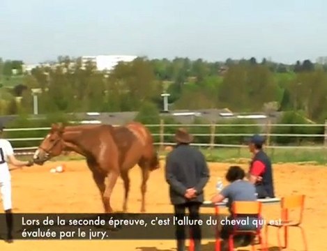 Concours équestre Label loisirs au Cateau