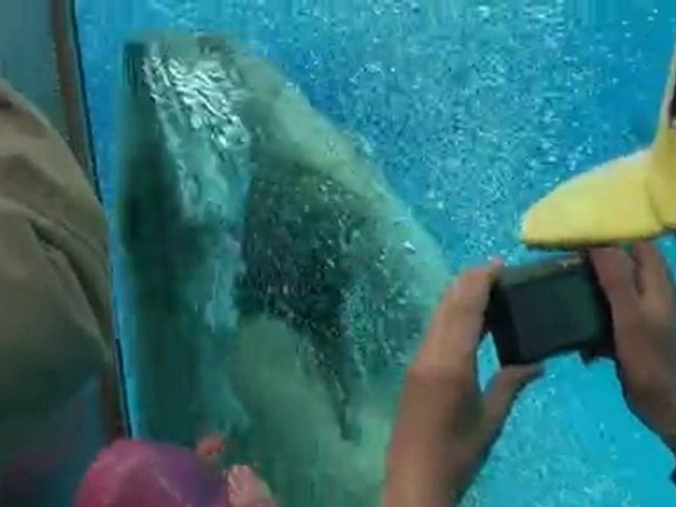 Ours blanc zoo de la Palmyre