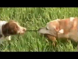 Es kann nur einen geben!